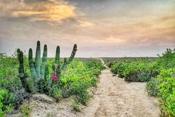 omegatours-todossantos-11