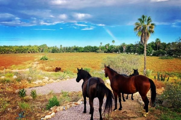 omegatours-todossantos-8