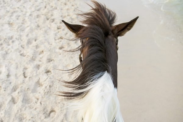 Horseback Riding Tour - Todos Santos