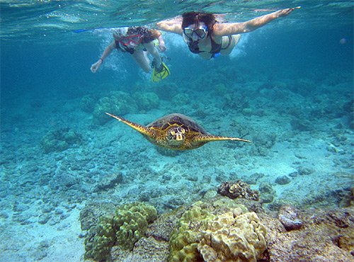 Swimming with Sea Lions Espiritu Santo Island - Omega Tours Todos Santos