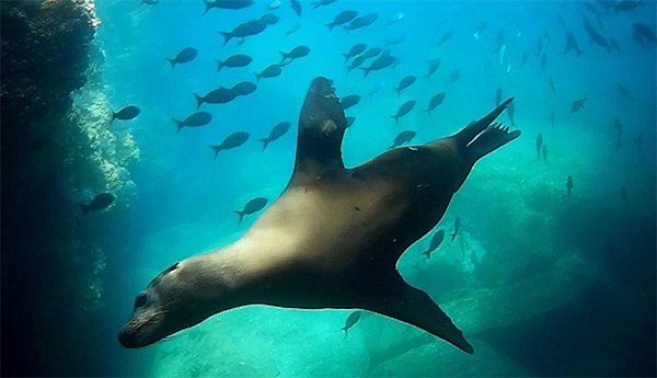Swimming with Sea Lions Espiritu Santo Island - Omega Tours Todos Santos