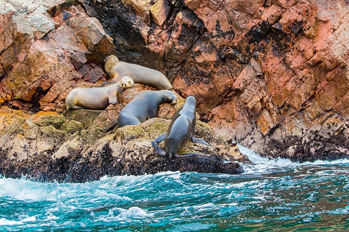 Swimming with Sea Lions Espiritu Santo Island - Omega Tours Todos Santos