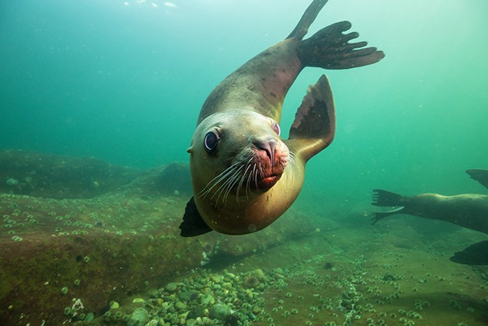 Swimming with Sea Lions Espiritu Santo Island - Omega Tours Todos Santos