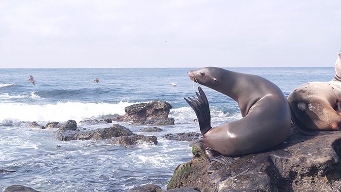 Swimming with Sea Lions Espiritu Santo Island - Omega Tours Todos Santos