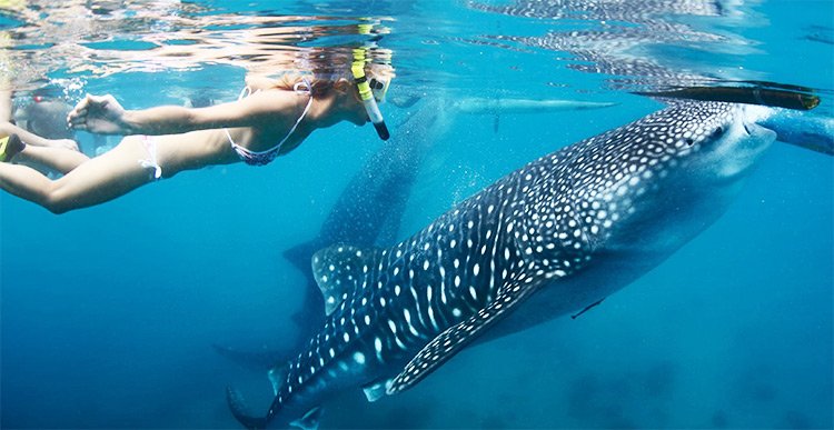 Whale Shark Tour - Omega Tours Todos Santos