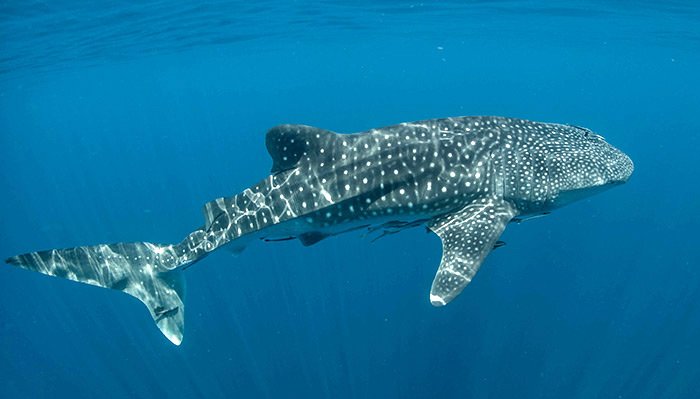 Whale Shark Tour - Omega Tours Todos Santos