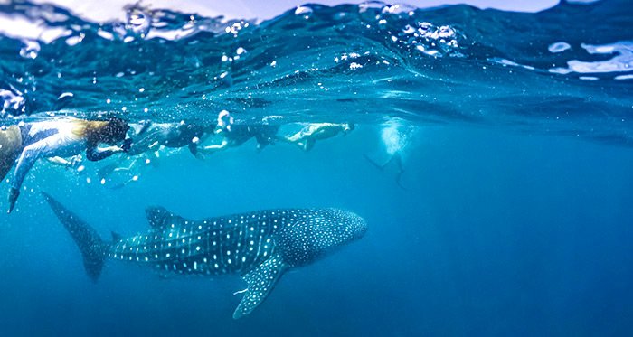 Whale Shark Tour - Omega Tours Todos Santos