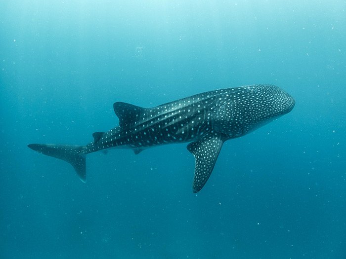 Whale Shark Tour - Omega Tours Todos Santos
