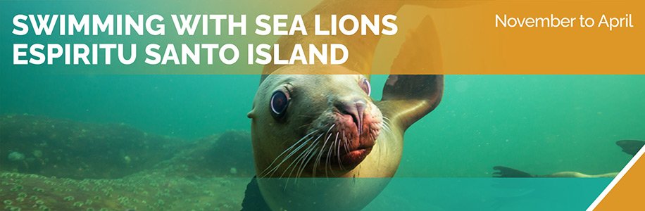 Swimming with Sea Lions Espiritu Santo Island - Omega Tours Todos Santos